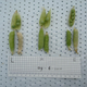 Comparison of peas grown in Lunar (1st), Martian (2nd), and Earth (3rd) soil / Wieger Wamelink